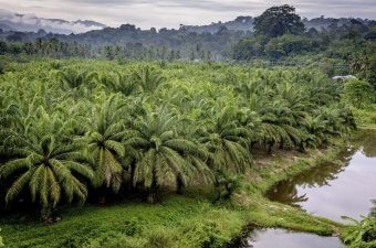 palm oil