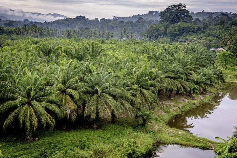 palm oil