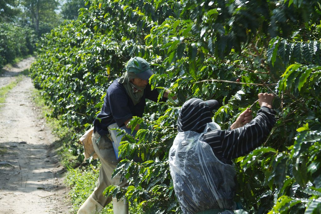 coffee journey