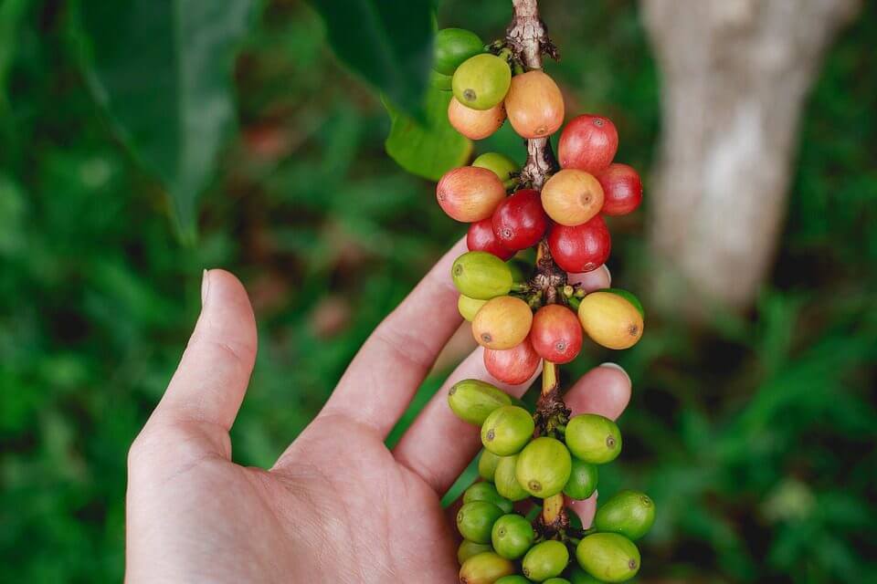 Coffee plant 
