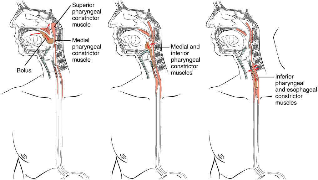 Identifying Dysphagia